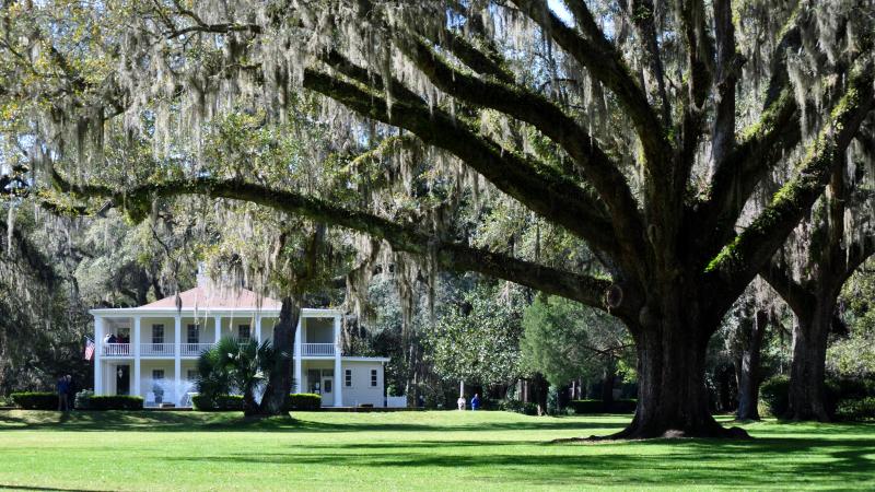 Giant oak tree and lush green open landscape with Wesley House in the back drop. 